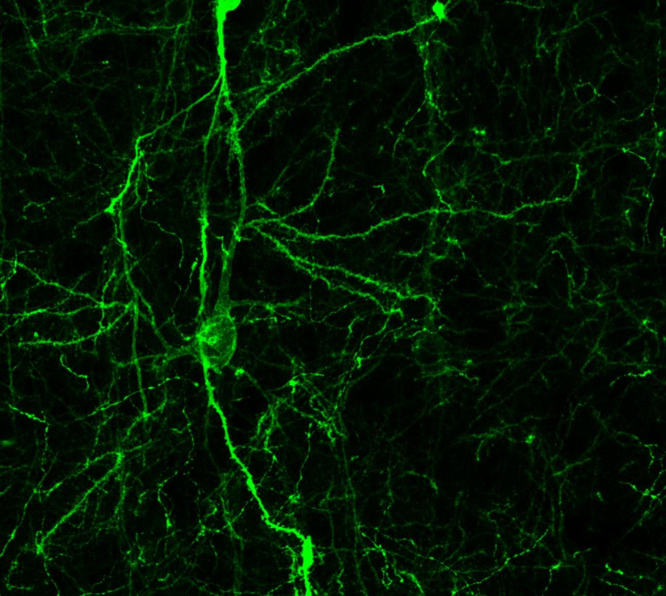 Research unit - Neural Networks for Natural Intelligence